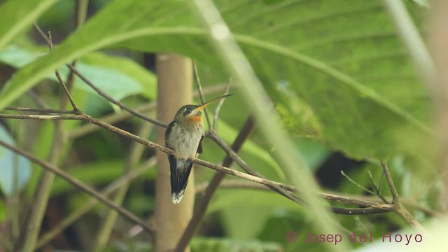 Полосатохвостый колибри-отшельник - ML544175631