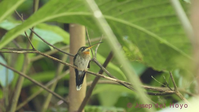 Weißbinden-Schattenkolibri - ML544175631