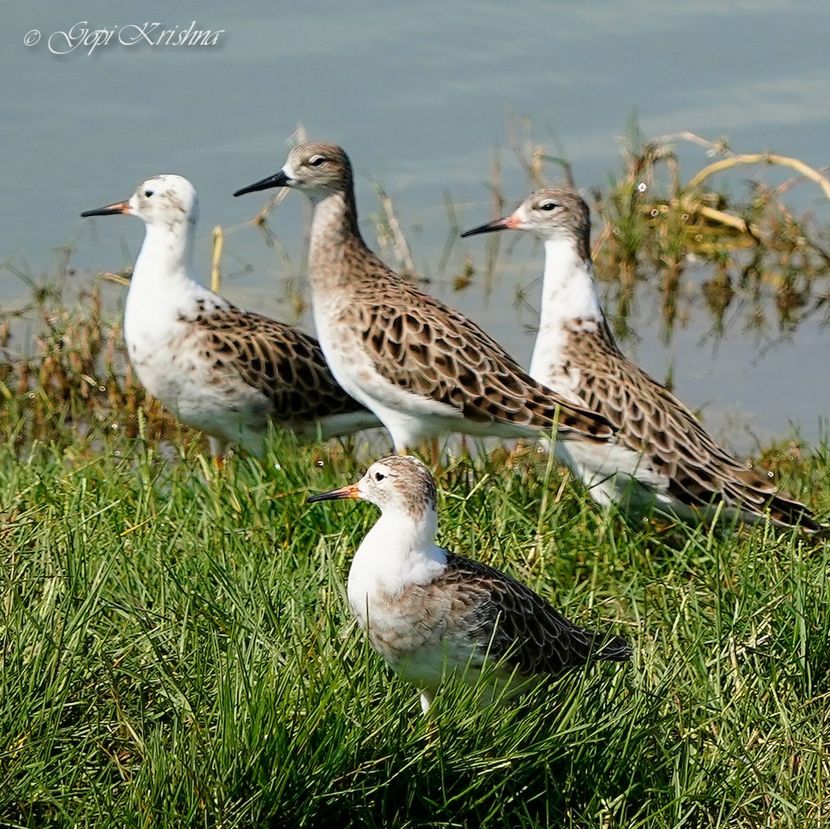 Ruff - Gopi Krishna