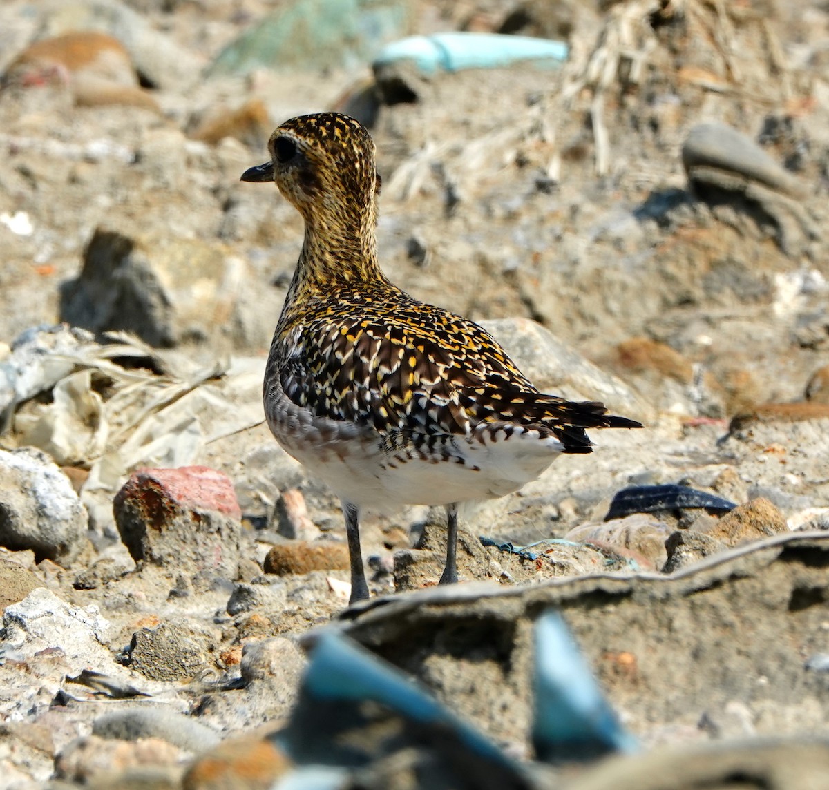 Chorlito Dorado Siberiano - ML544176201