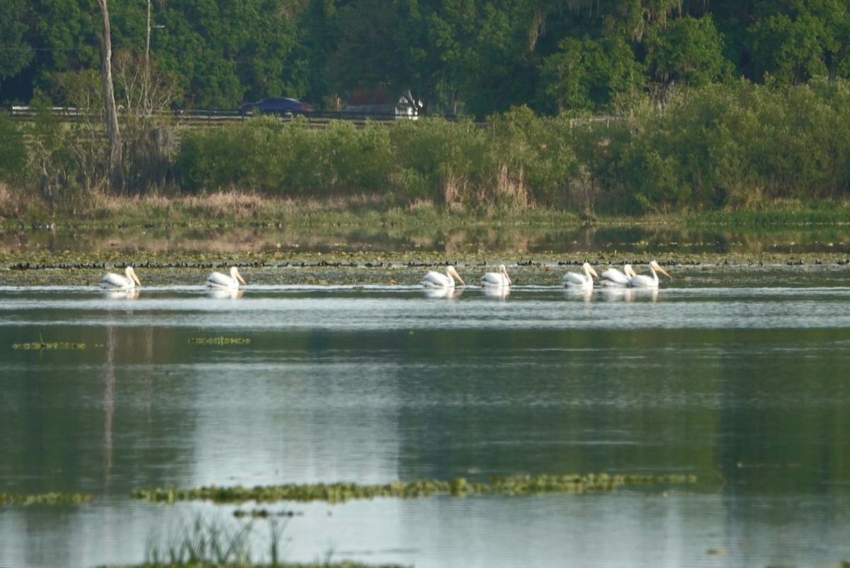 American White Pelican - ML544176221