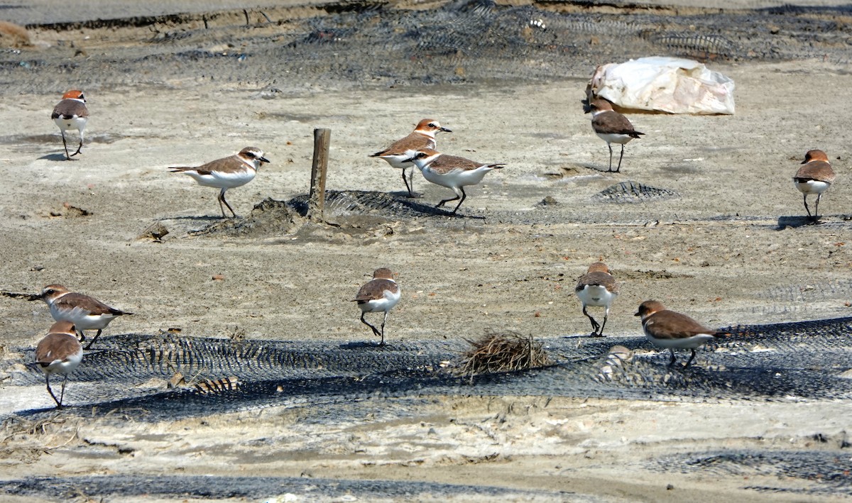 Kentish Plover - ML544176261