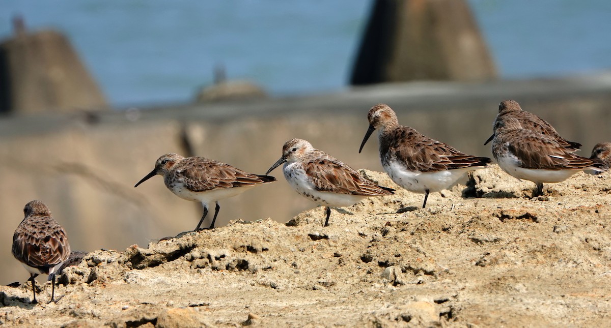 Dunlin - ML544176361