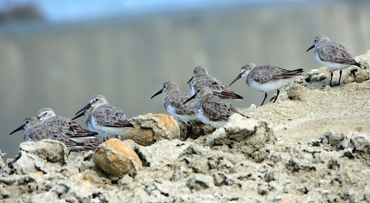 Alpenstrandläufer - ML544176381