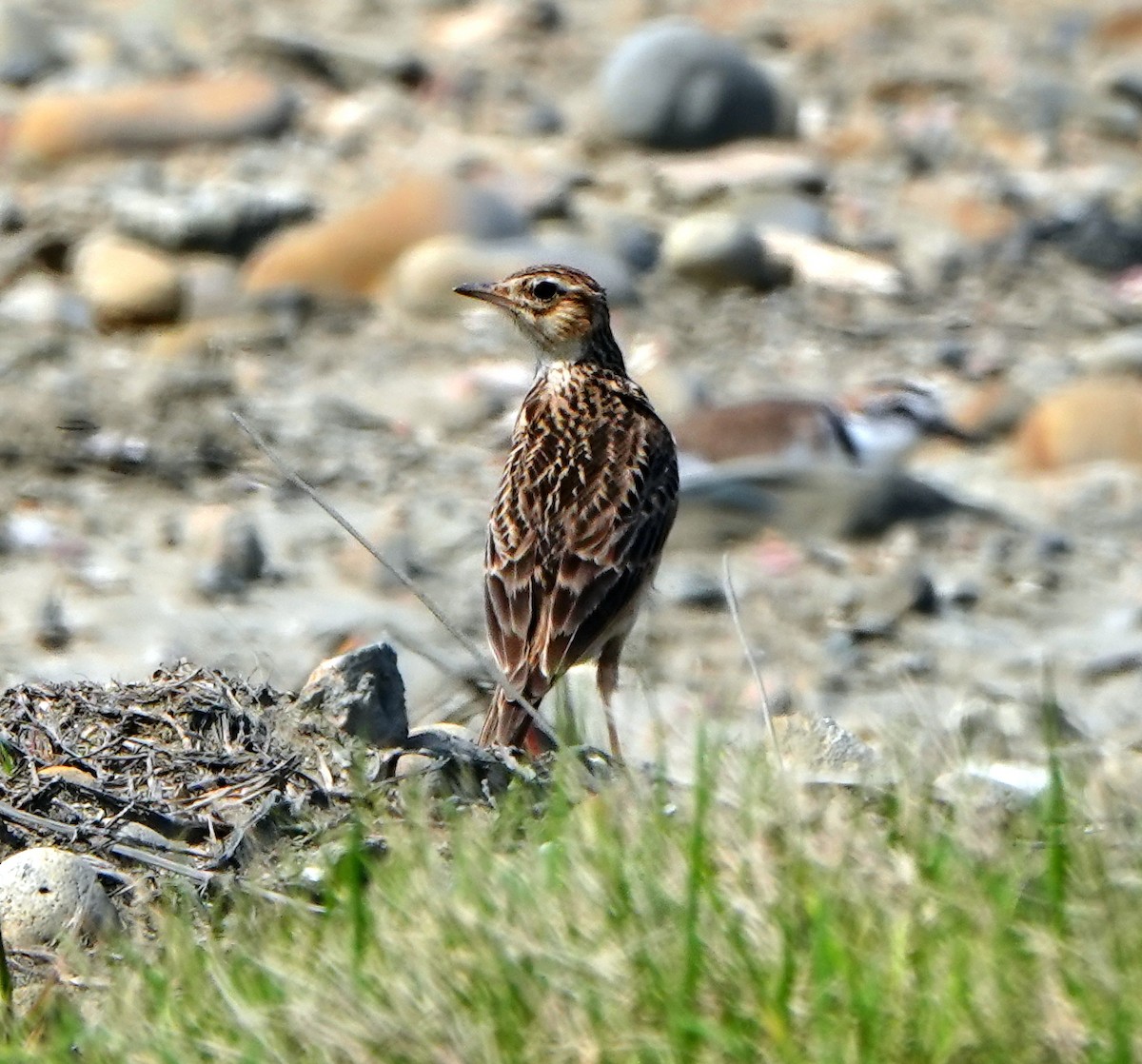 Oriental Skylark - Arlango Lee