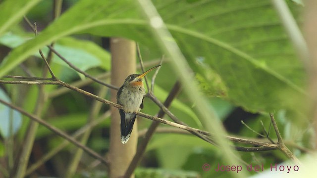 Weißbinden-Schattenkolibri - ML544176431