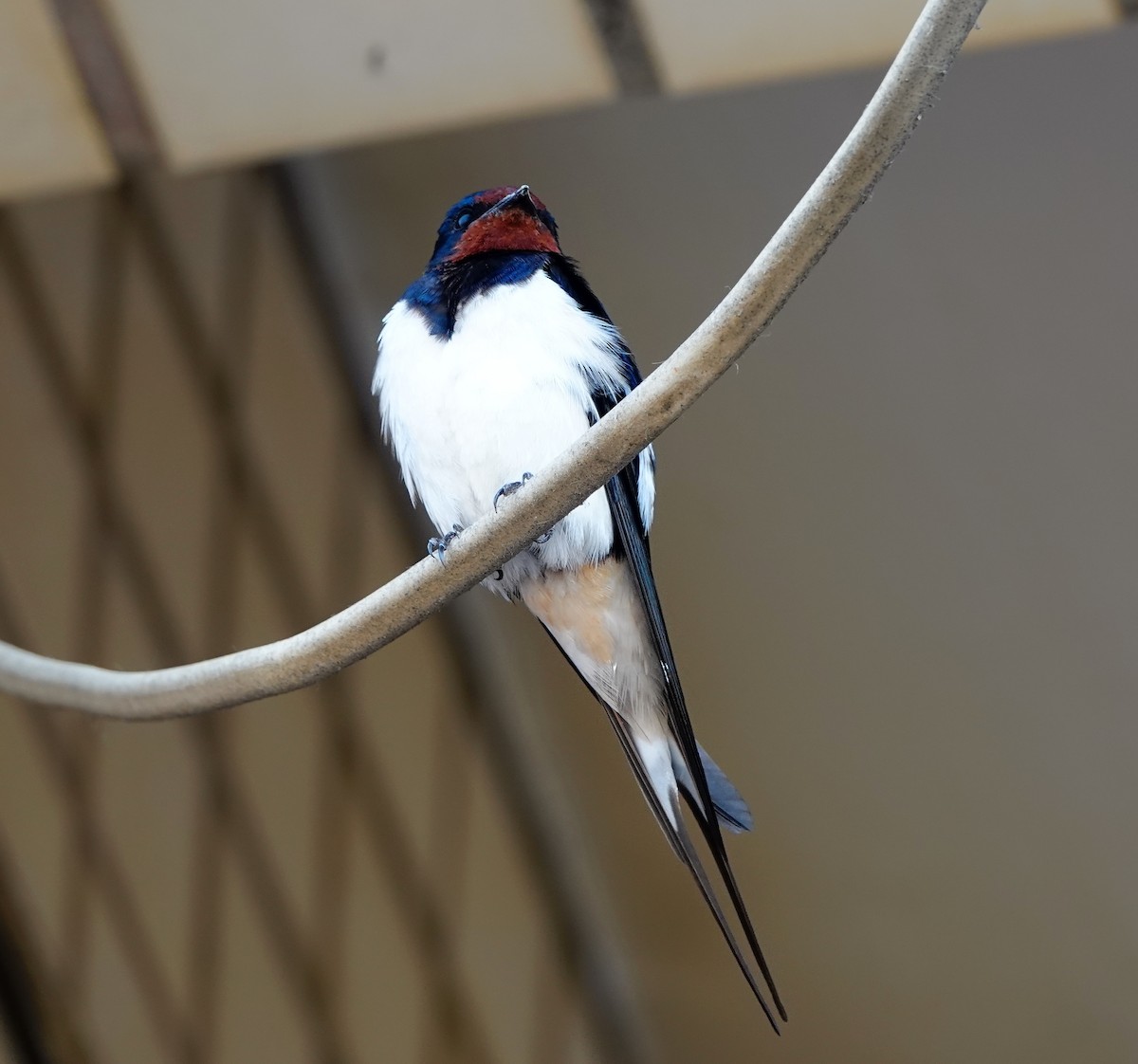 Barn Swallow - ML544176451