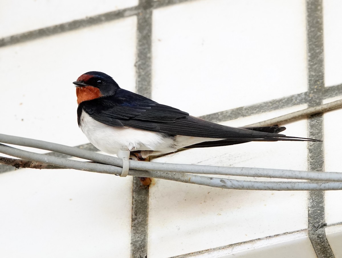 Barn Swallow - ML544176461