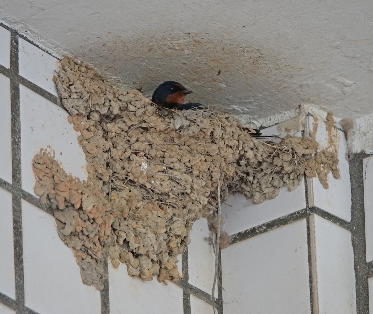 Barn Swallow - ML544176471