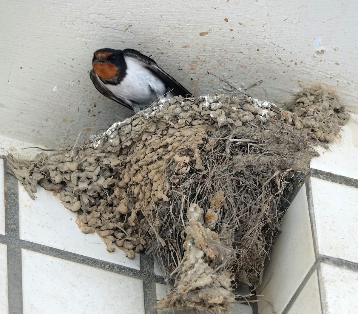 Barn Swallow - ML544176481