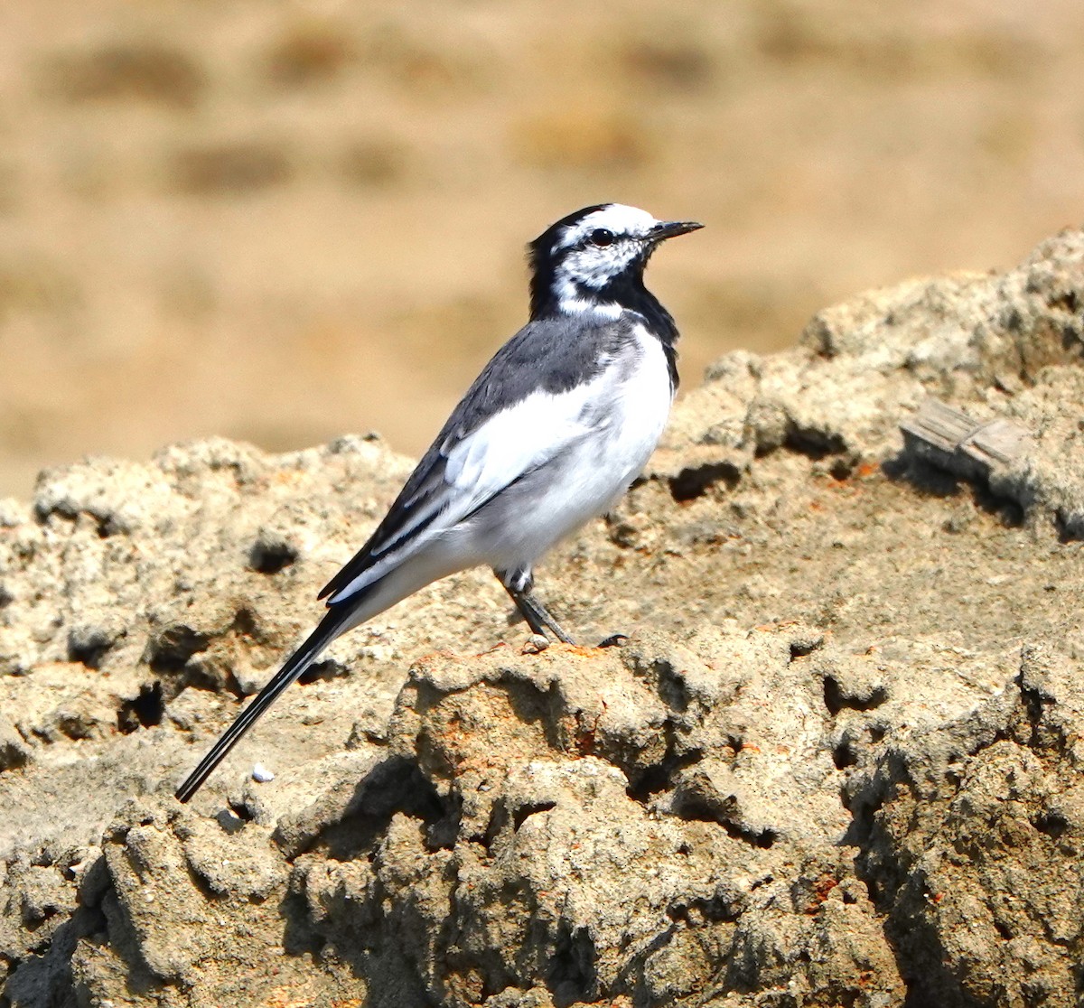 White Wagtail - ML544176511