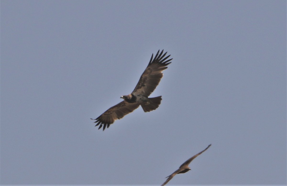 Tawny Eagle - ML544176951