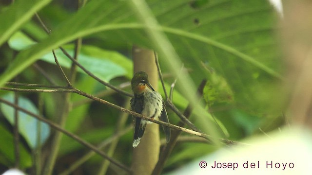 Полосатохвостый колибри-отшельник - ML544177851