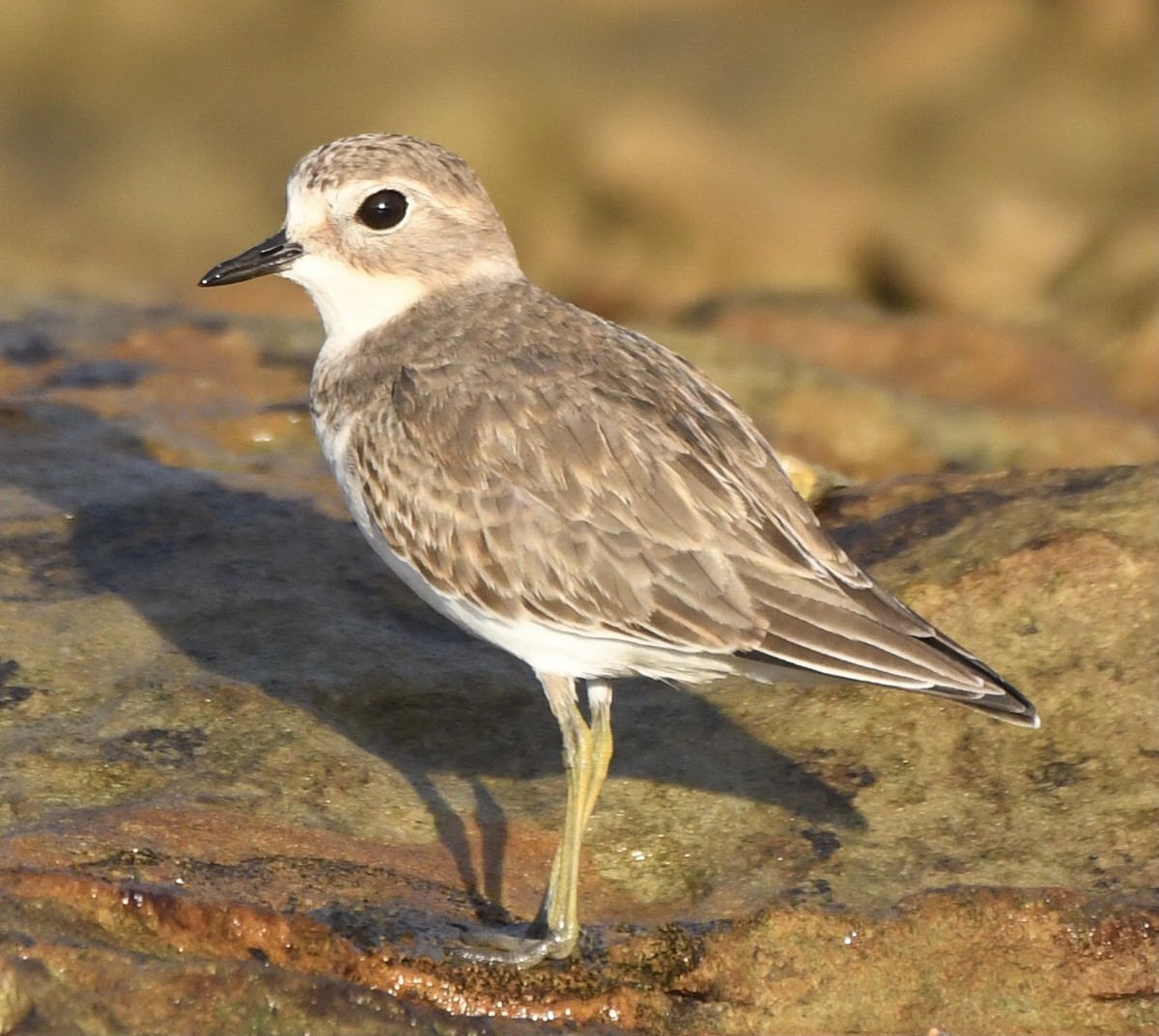 Double-banded Plover - Dean McGarry