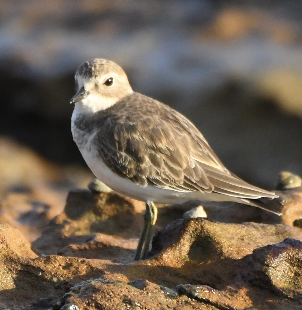 Double-banded Plover - ML544177911