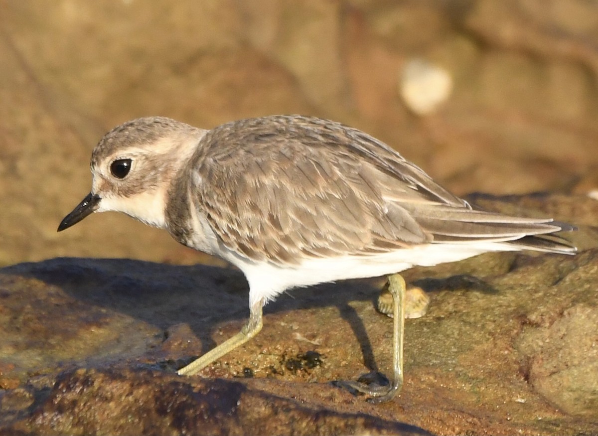 Double-banded Plover - ML544177921