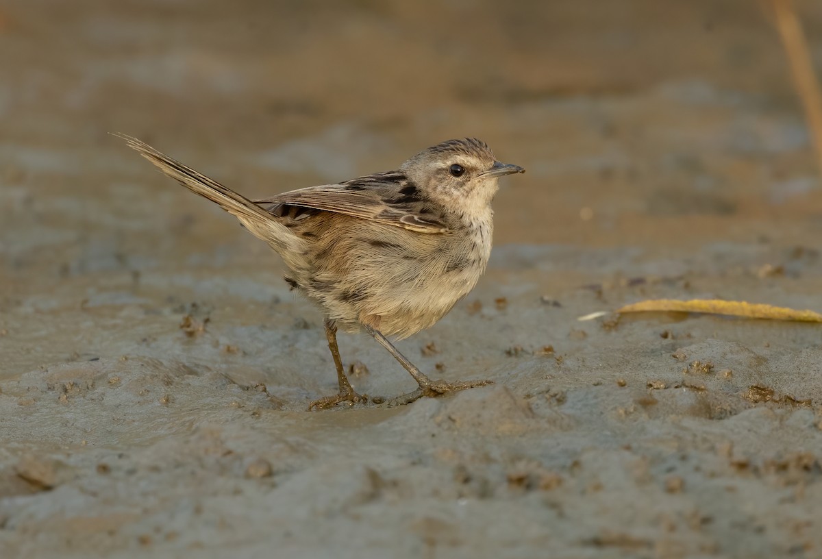 Little Grassbird - David Ongley