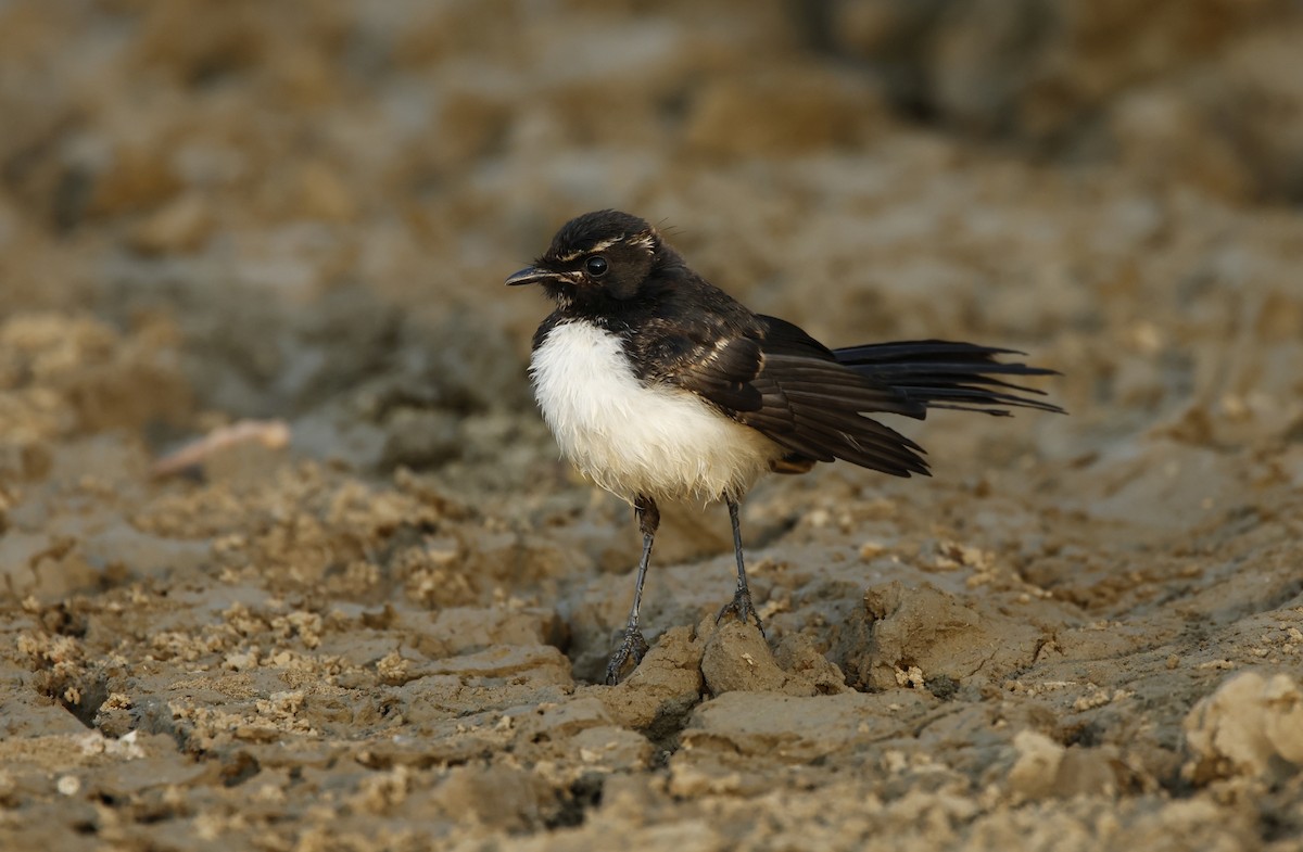 Willie-wagtail - David Ongley