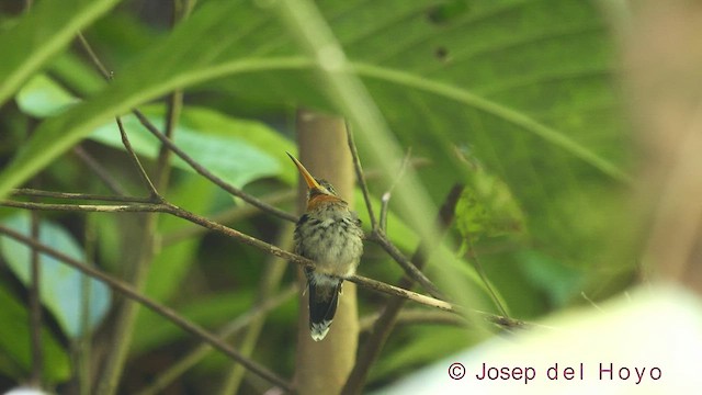 Band-tailed Barbthroat - ML544178171