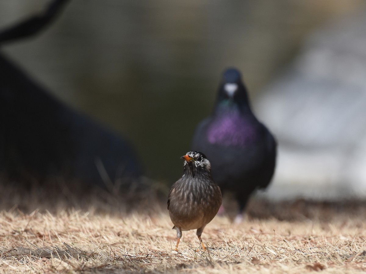 White-cheeked Starling - ML544178371