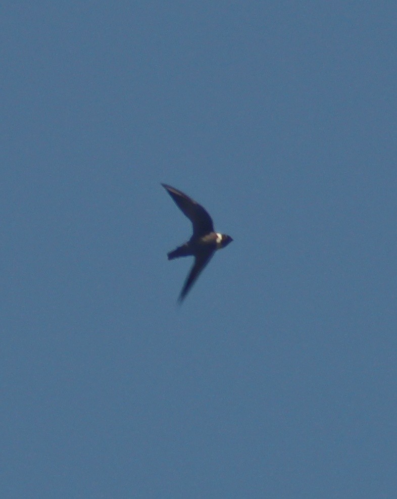 White-collared Swift - ML544179061