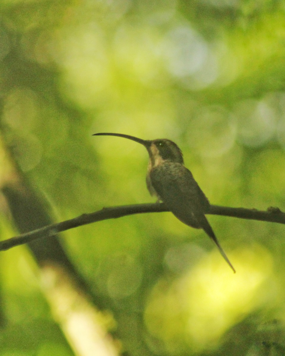 Scale-throated Hermit - ML544179081