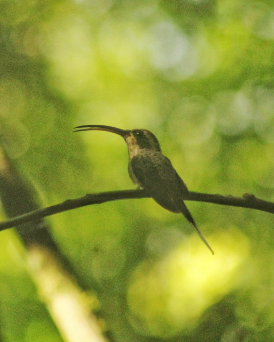 Scale-throated Hermit - ML544179091