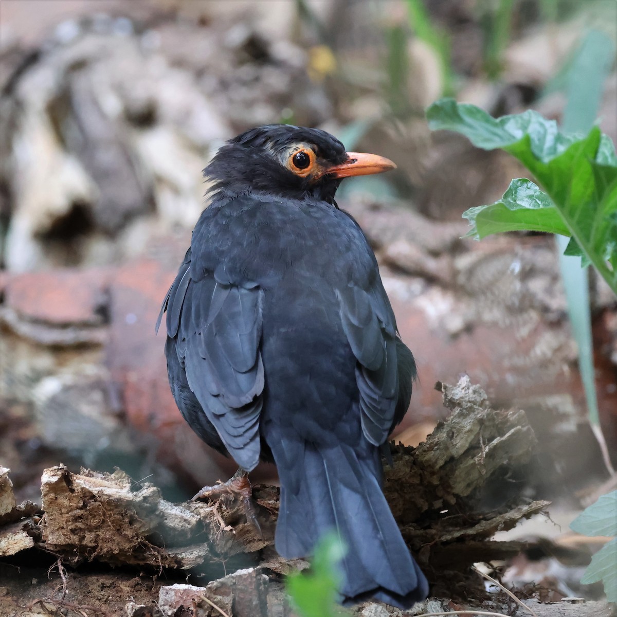 Eurasian Blackbird - ML544180281
