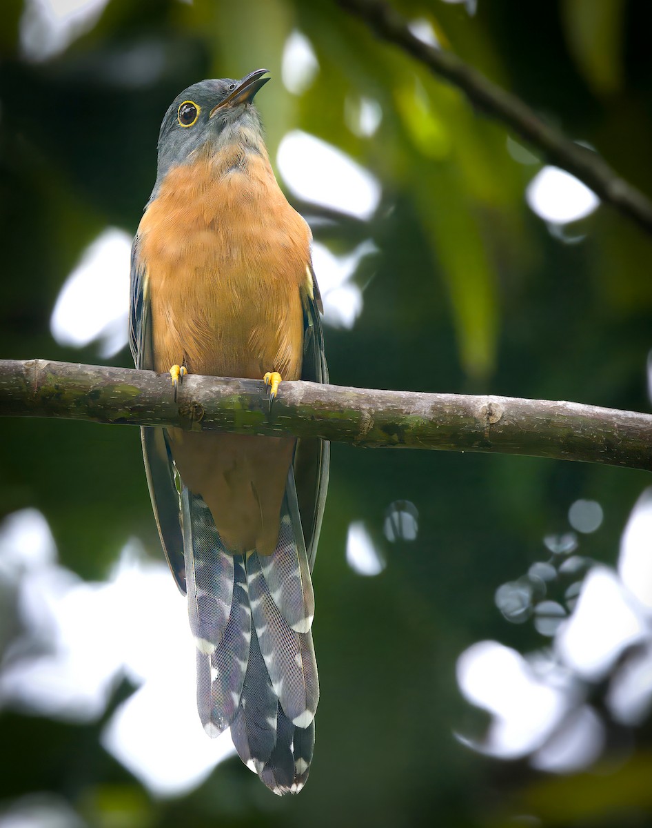 Chestnut-breasted Cuckoo - ML544181371