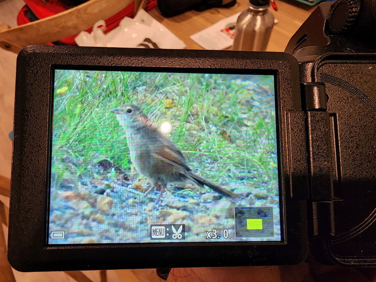 Eastern Bristlebird - ML544181391