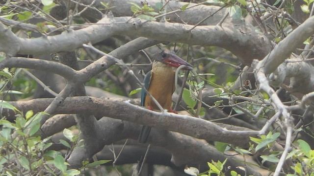 Stork-billed Kingfisher - ML544181441