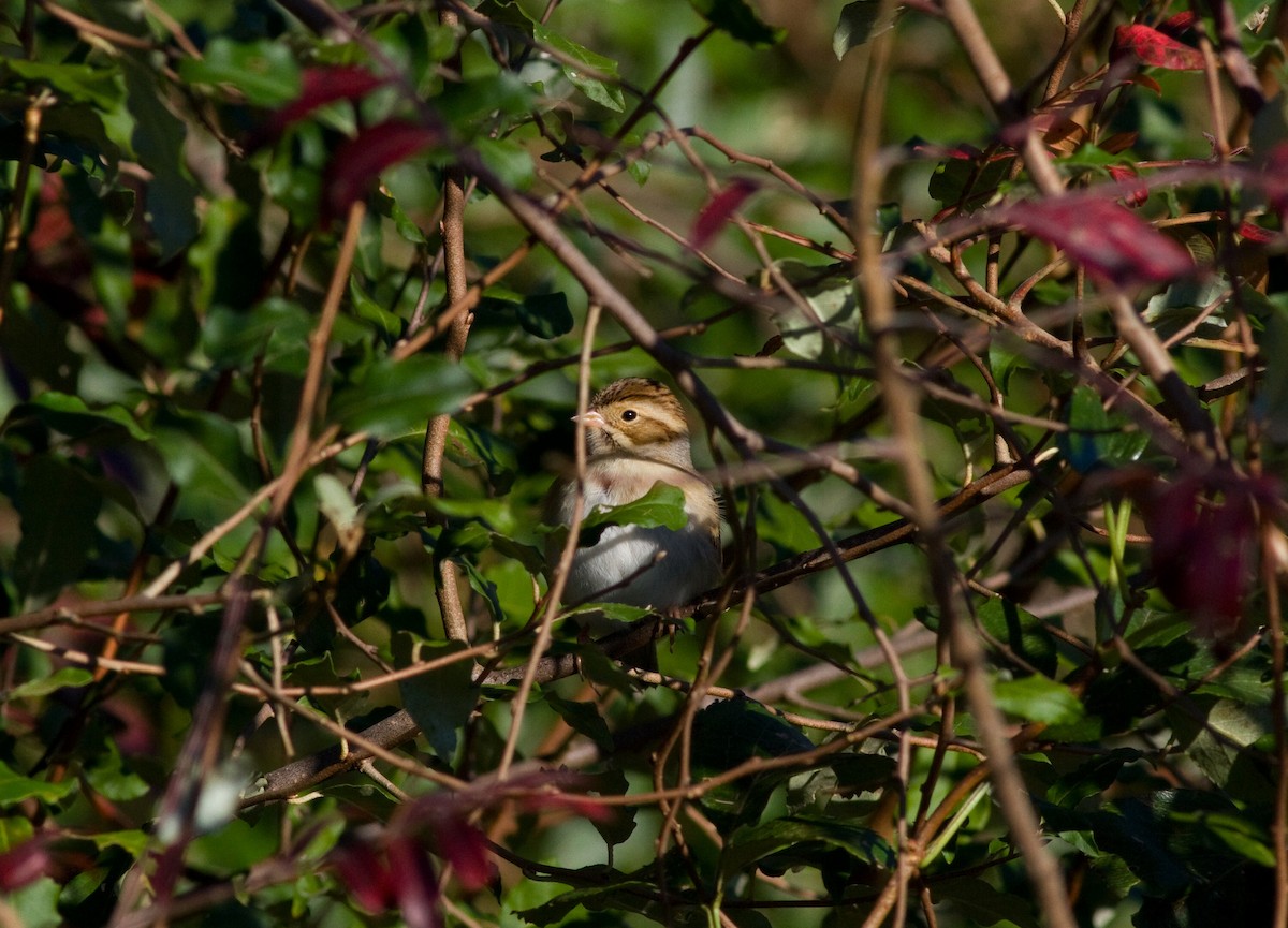 Clay-colored Sparrow - ML544181631