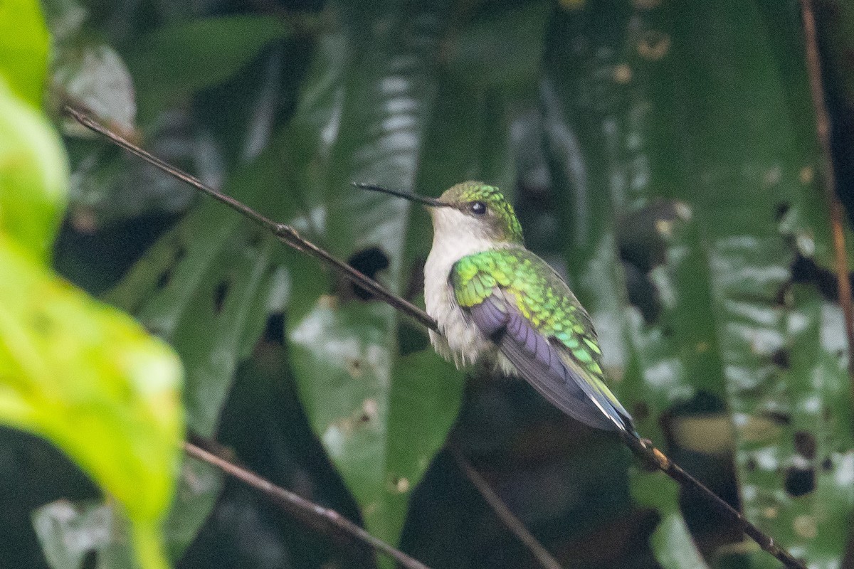 Fork-tailed Woodnymph - ML544182851