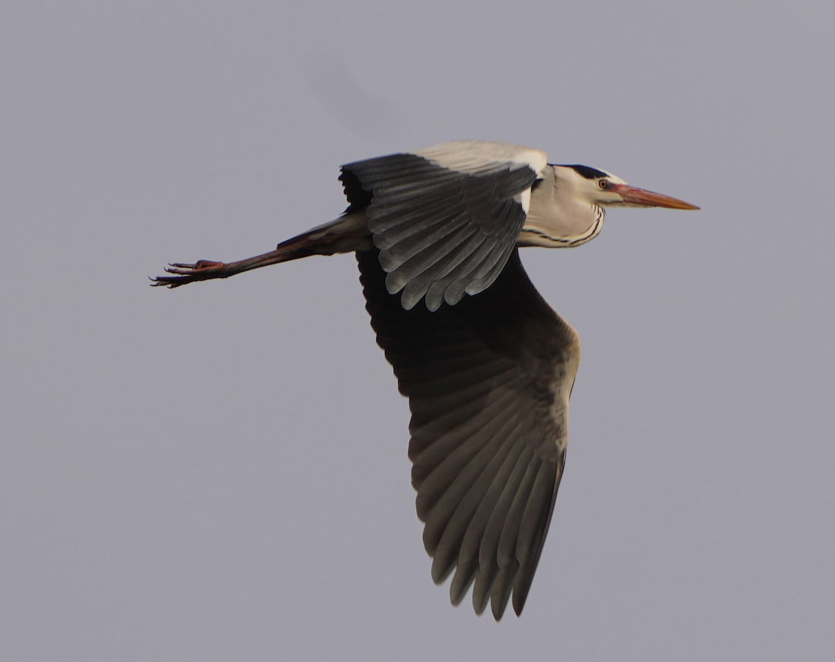 Gray Heron - ML544182991