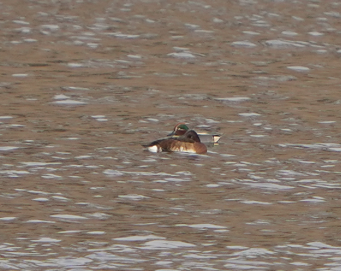 Baer's Pochard - ML544183221