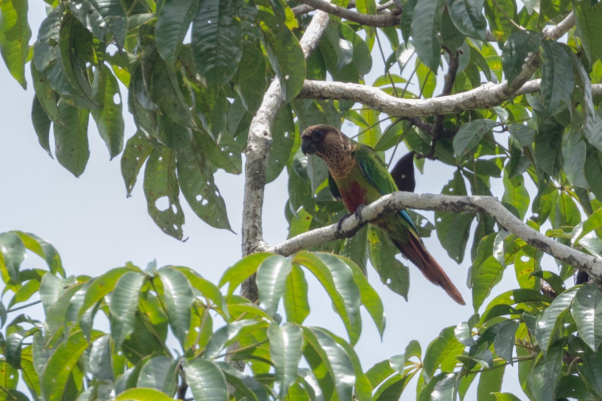 Bonaparte's Parakeet - ML544183591