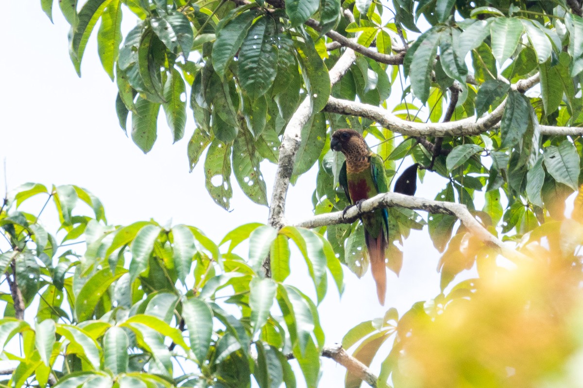 Bonaparte's Parakeet - ML544183611