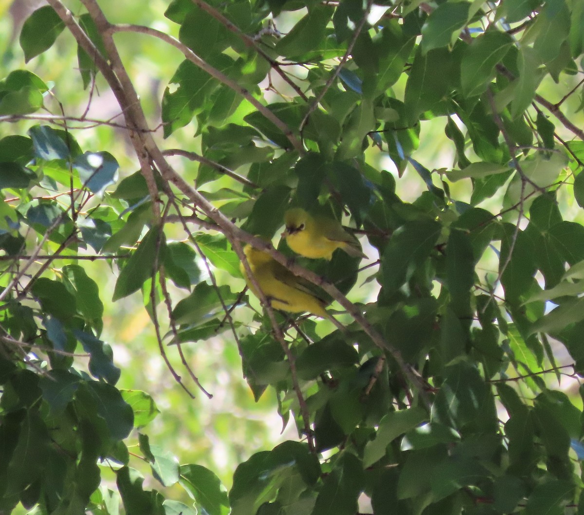 Angola White-eye - ML544183621