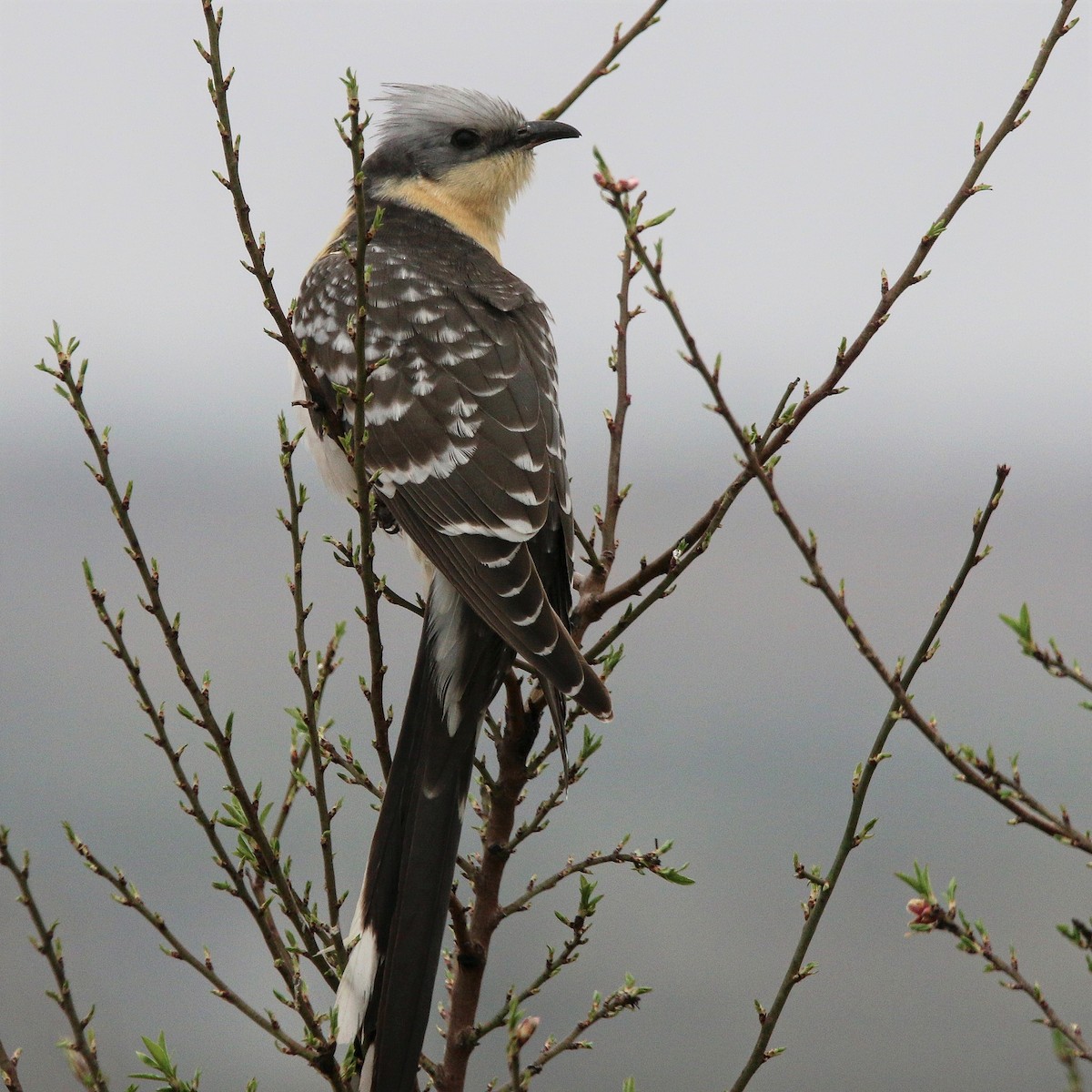 Great Spotted Cuckoo - ML544183951
