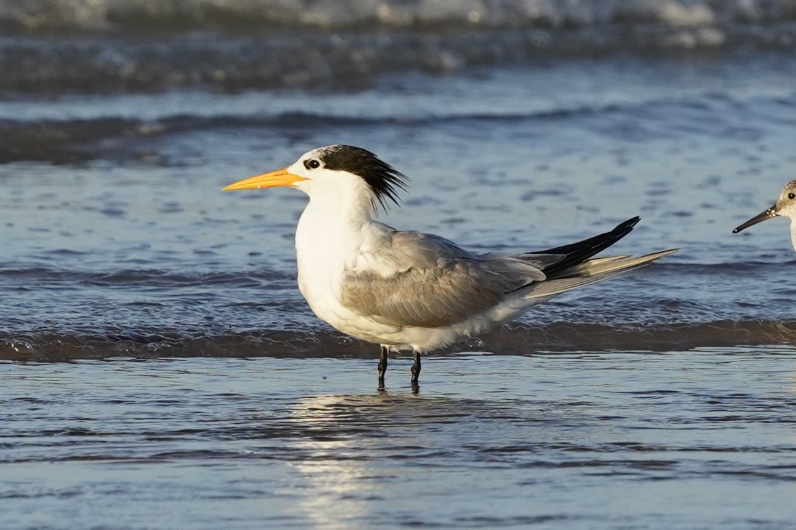 Lesser Crested Tern - ML544184151