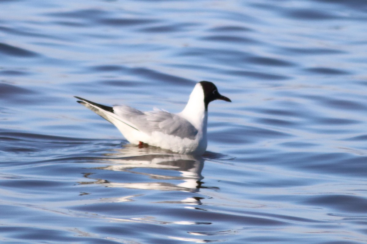 Black-headed Gull - ML544184291