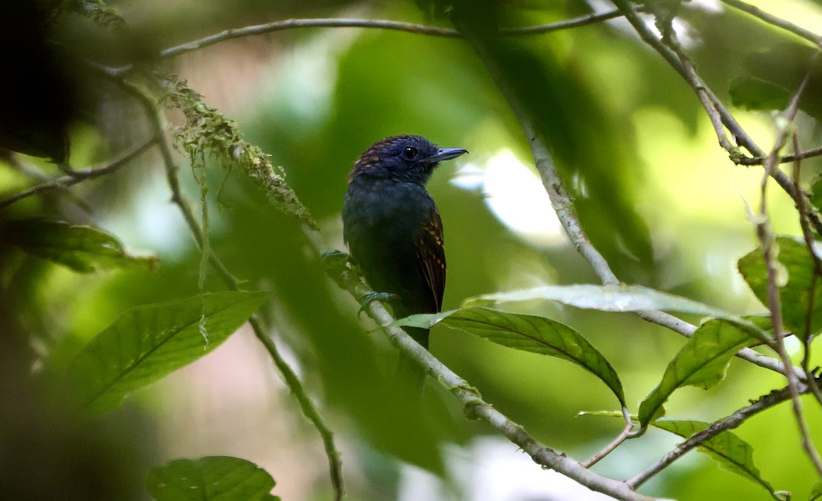 Spiny-faced Antshrike - ML544185701