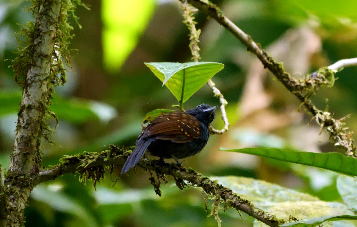 Spiny-faced Antshrike - ML544185721