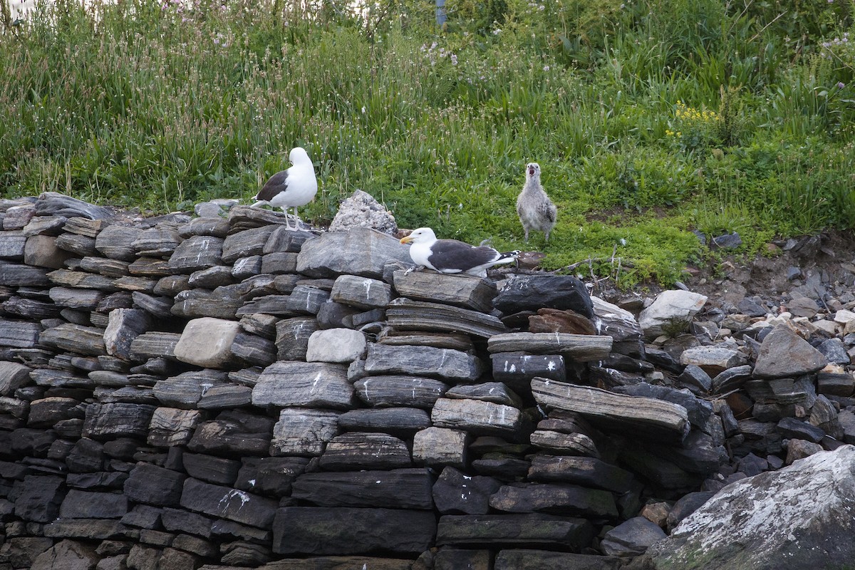 Great Black-backed Gull - ML544186271