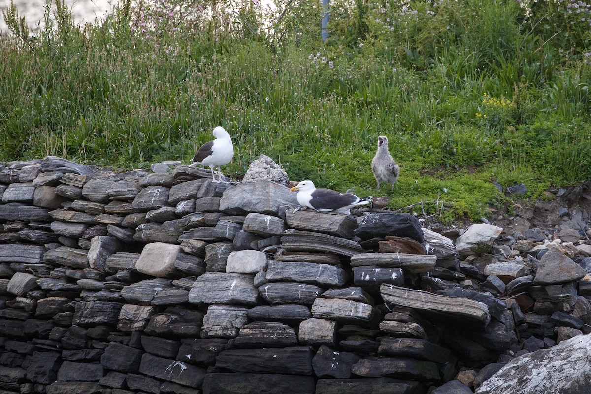 Great Black-backed Gull - ML544186281