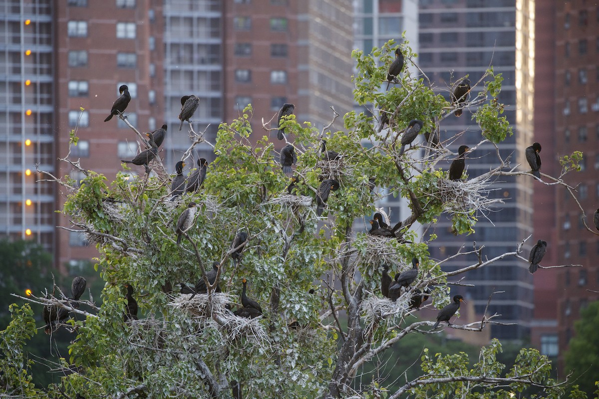 Double-crested Cormorant - ML544186301