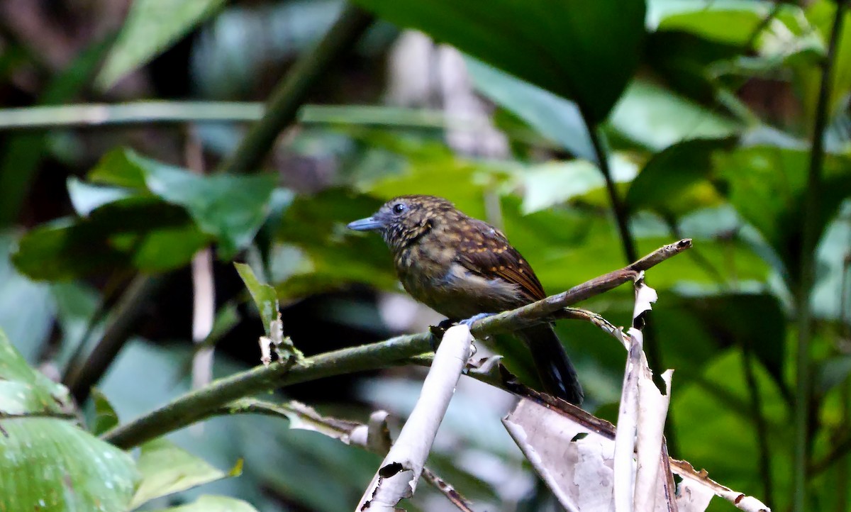 Spiny-faced Antshrike - Josep del Hoyo