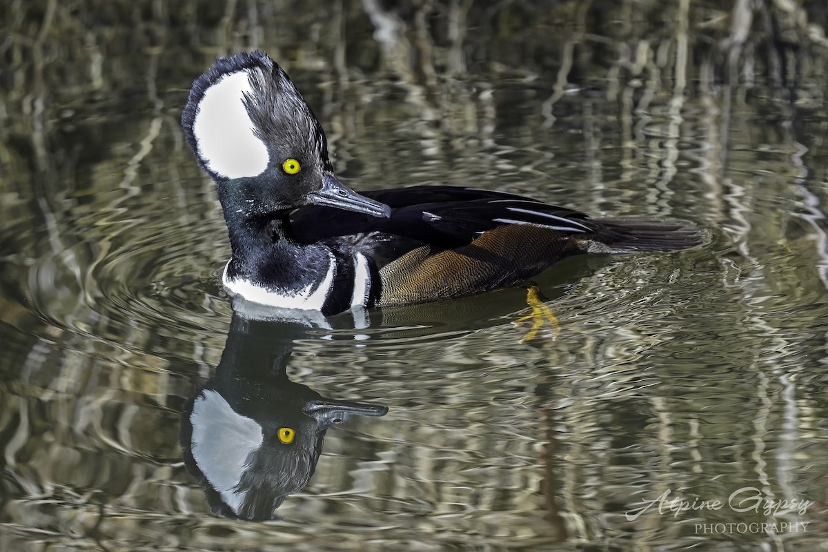 Hooded Merganser - ML544186361