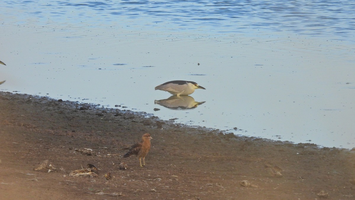 Black-crowned Night Heron - ML544186651