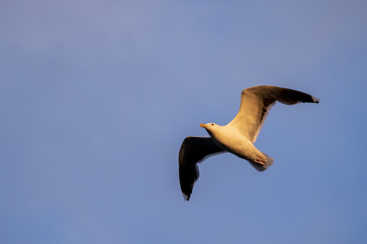 Great Black-backed Gull - ML544186871